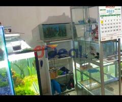 Glass show case and tank